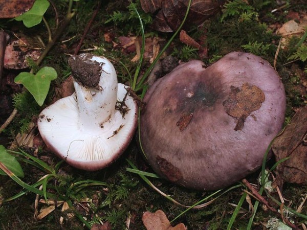  Image name: Russula_cyanoxantha.jpg 
 width: 600 pixel 
 height: 450 pixel 
 Size: 93788 bytes 
 Click to enlarge 